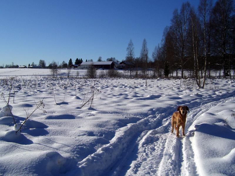 Apartmán Torpgarden Oennerudsvaegen 56 Torsby Exteriér fotografie